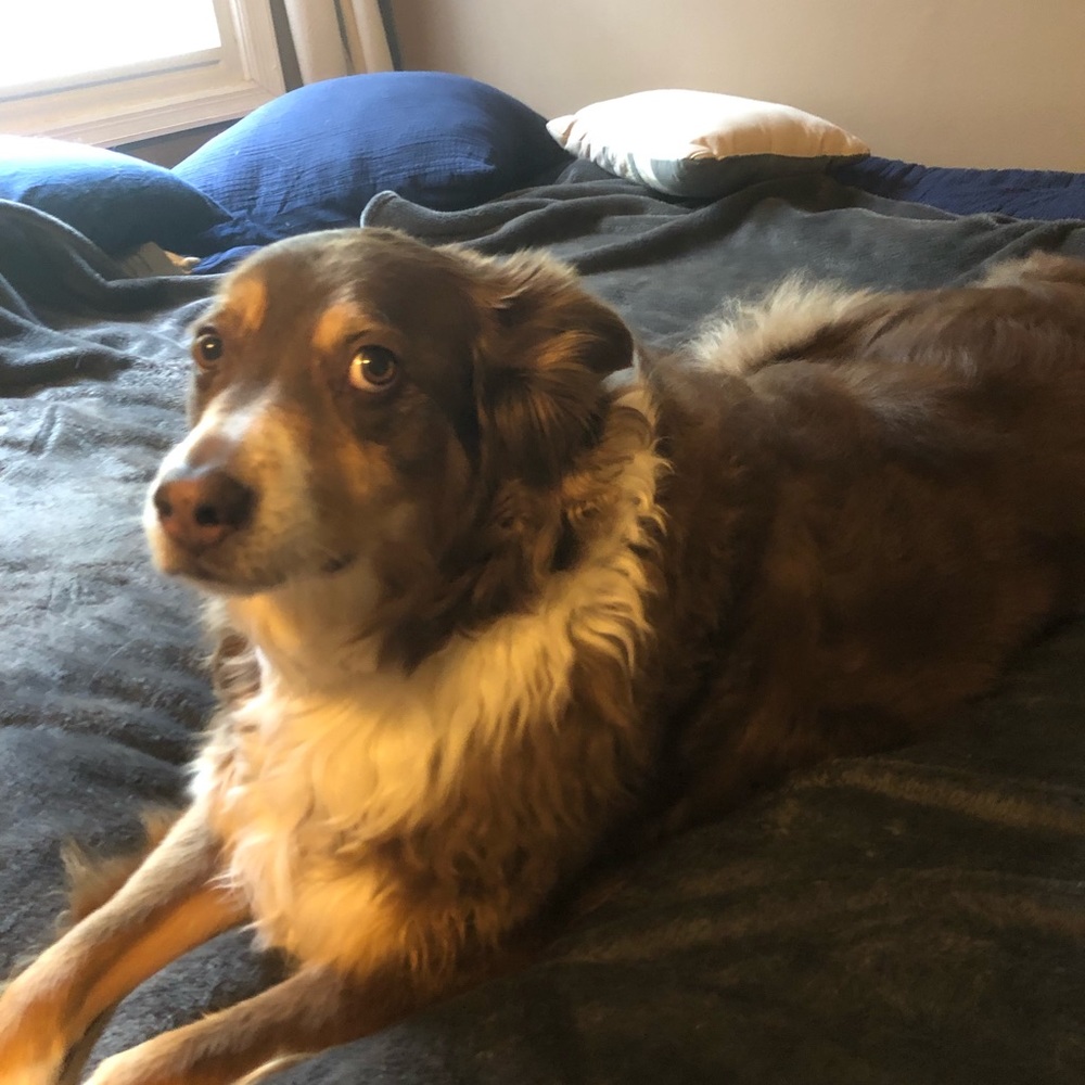 Meet your Posher, Blaze